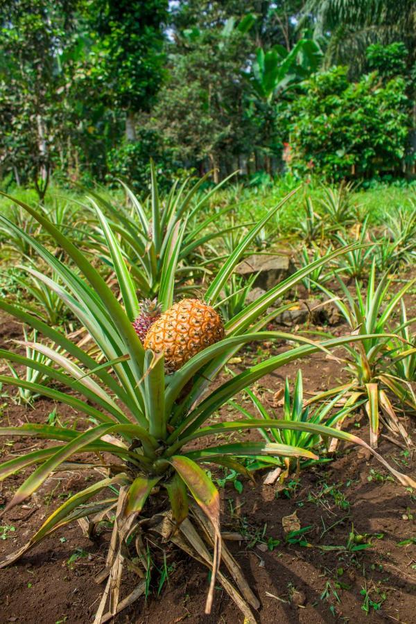 Welfare Agroturismo Milagrosa Dış mekan fotoğraf
